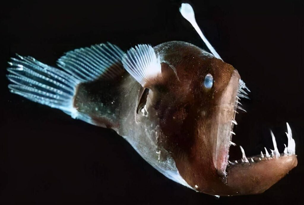 anglerfish 2
