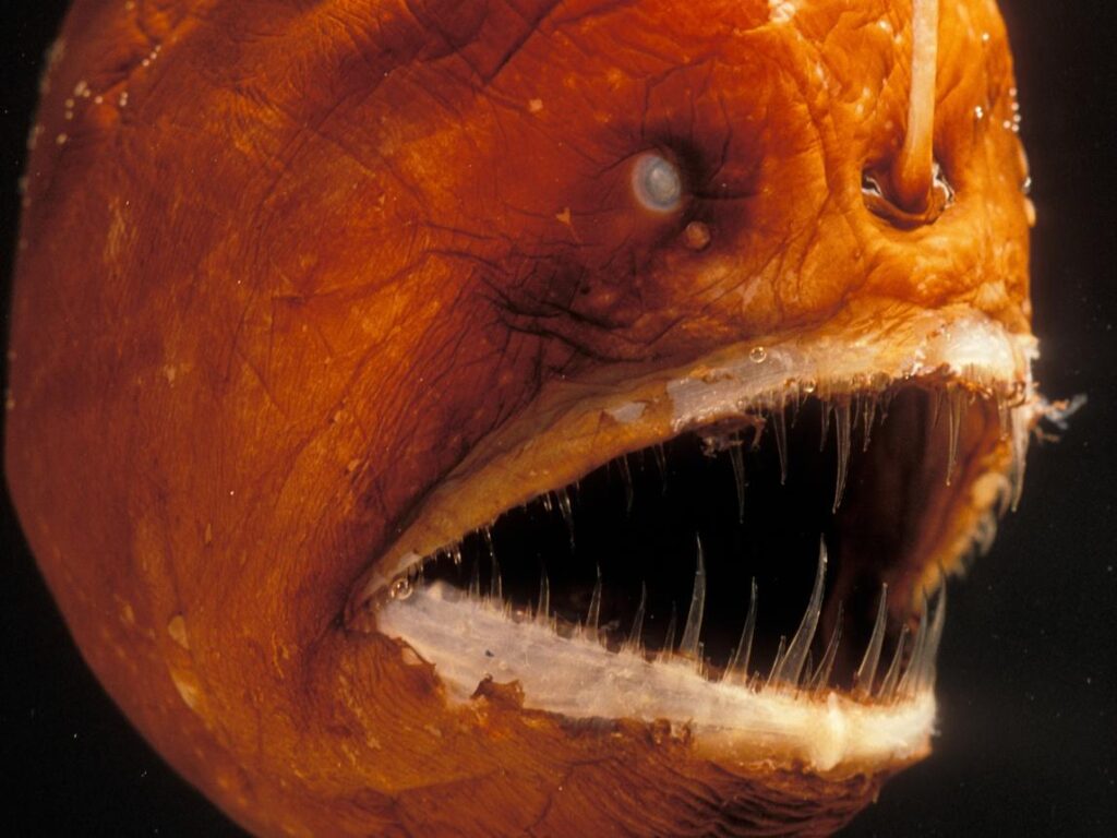 anglerfish 3