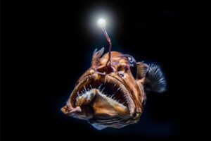 anglerfish 4