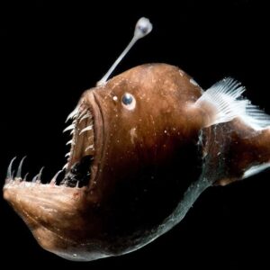 anglerfish 5