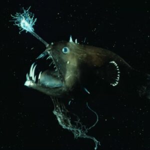 anglerfish 6