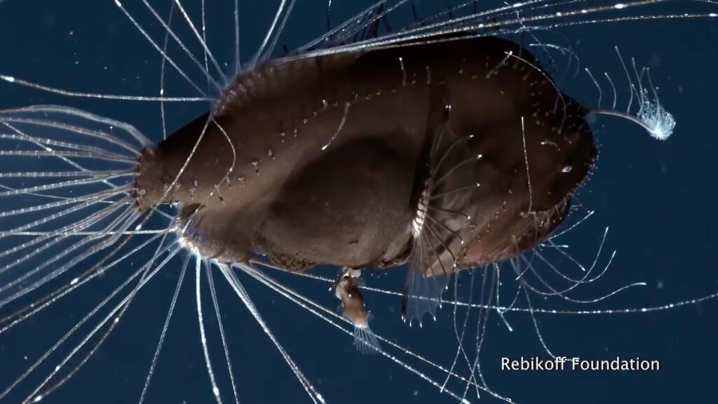 anglerfish 8