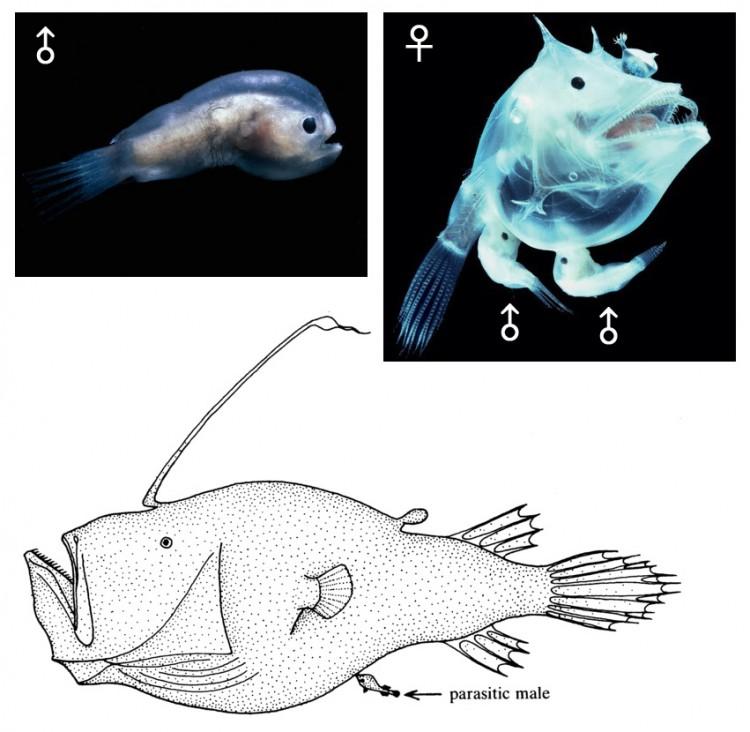 anglerfish 9