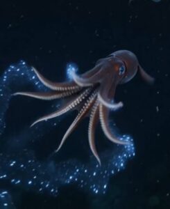 vampyroteuthis 1